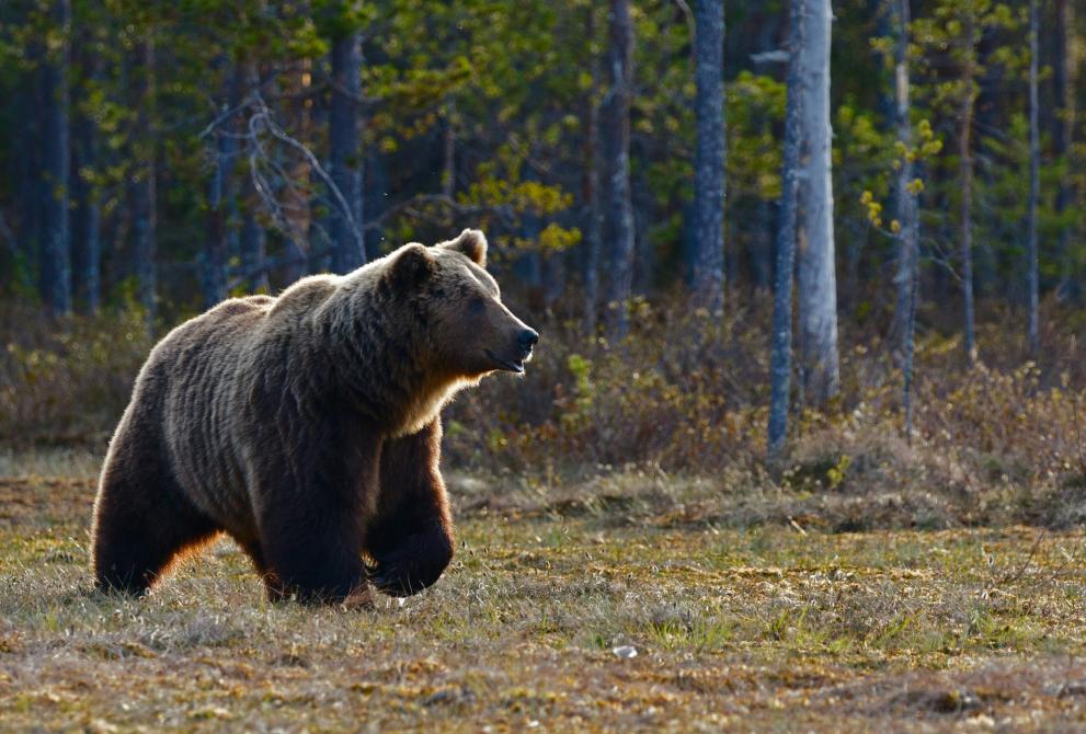 A beautiful brown bear stands in front of a forest and is lightly illuminated by the sun.  