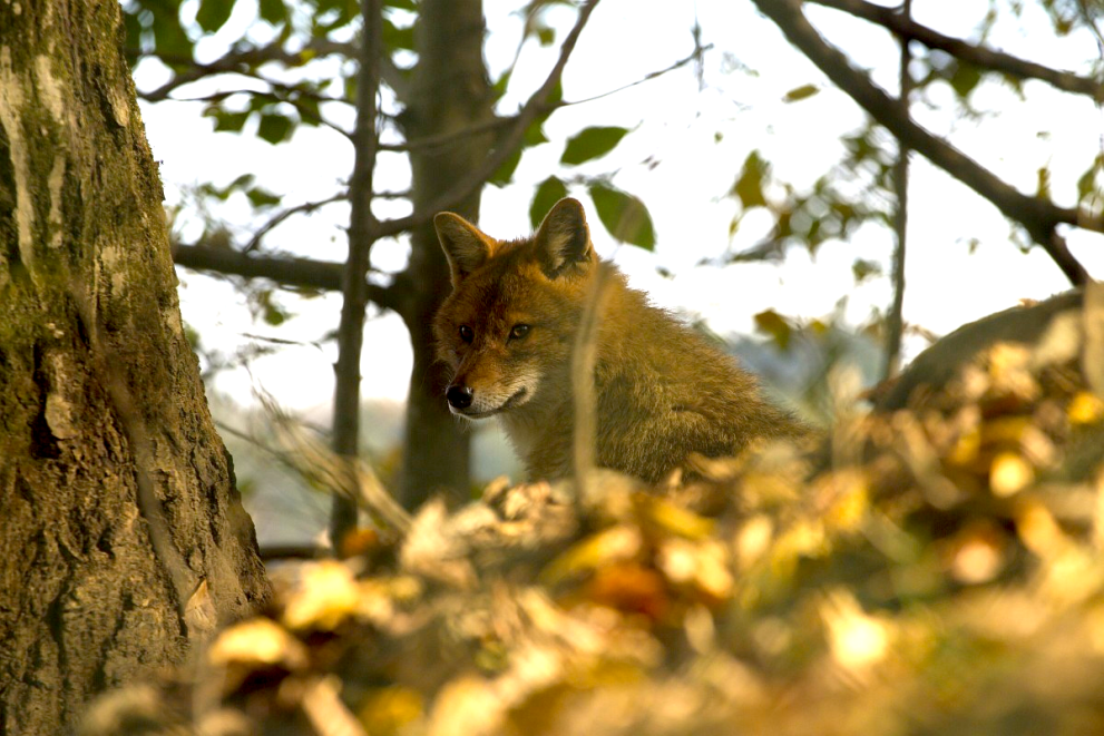 Golden jackal sitting behind tree branches