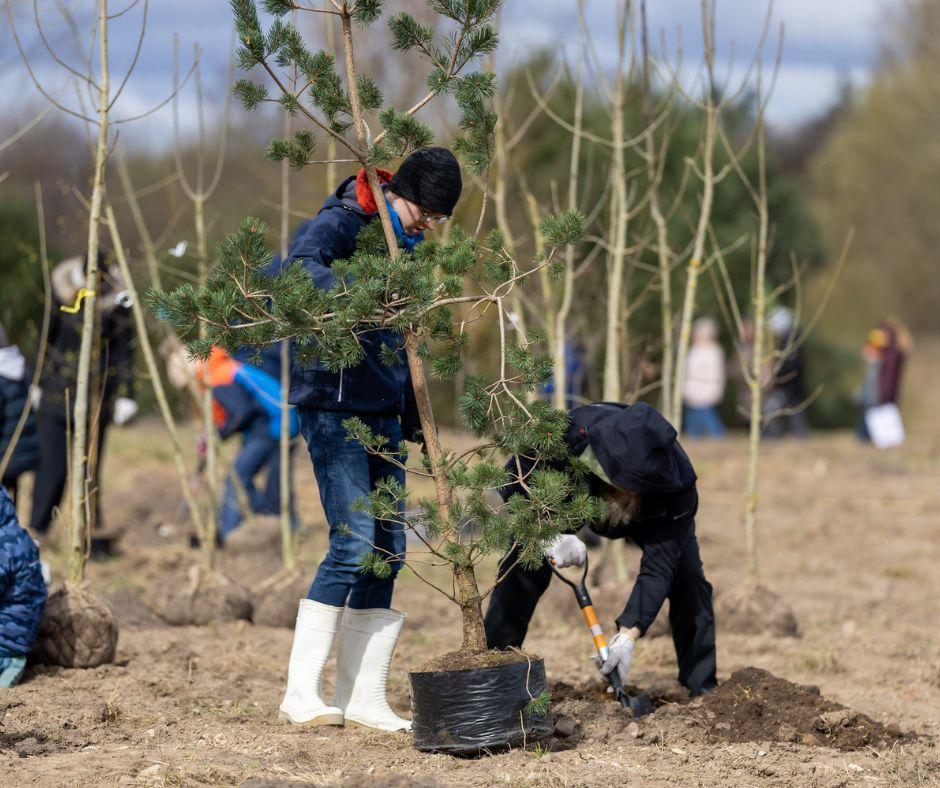 vilnius citizens planting trees